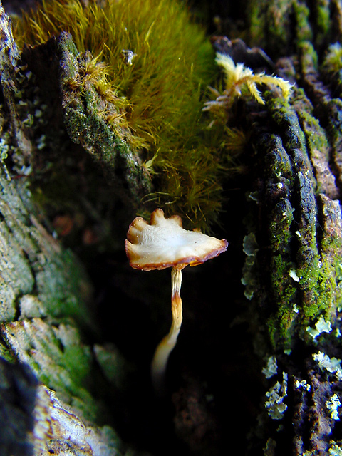 mushroom